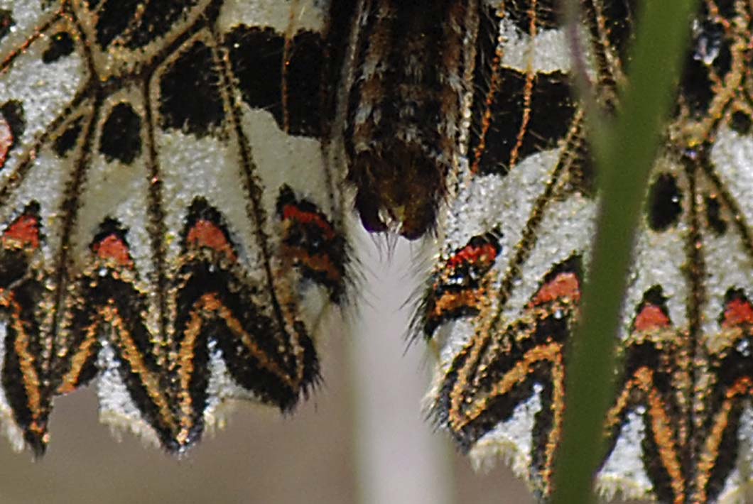 ancora su Zerynthia polyena e Zerynthia cassandra